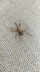 Lycosa erythrognatha