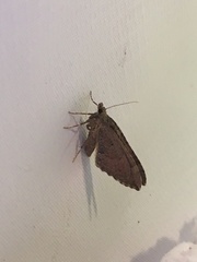 Chalastra aristarcha