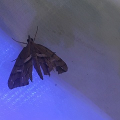 Chalastra aristarcha