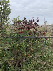 Crataegus macracantha