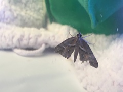 Chalastra aristarcha