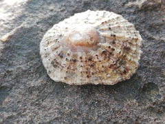 Patella rustica