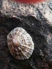 Patella rustica