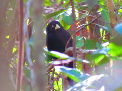 Amblycercus holosericeus