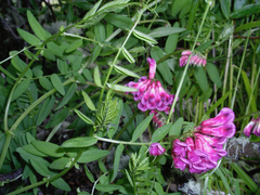 Vicia nigricans
