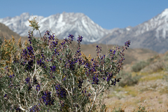 Psorothamnus arborescens minutifolius