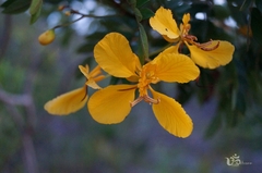 Senna cana
