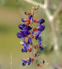 Psorothamnus arborescens minutifolius