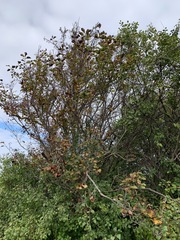 Crataegus calpodendron