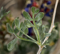 Psorothamnus arborescens minutifolius