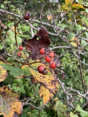 Crataegus calpodendron
