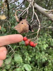 Crataegus calpodendron
