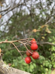 Crataegus calpodendron