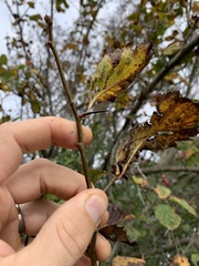 Crataegus calpodendron