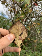 Crataegus calpodendron