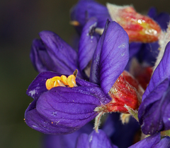 Psorothamnus arborescens minutifolius
