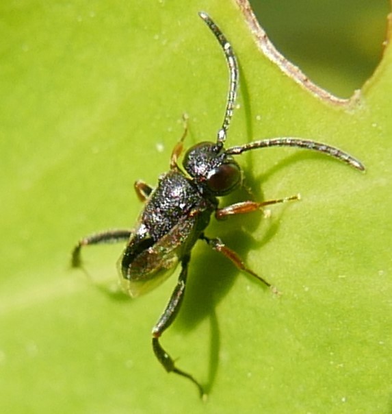 Brachygaster