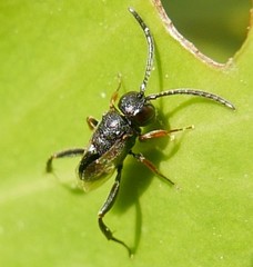 Brachygaster minuta