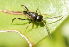 Brachygaster minuta