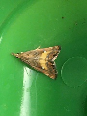 Glaucocharis chrysochyta