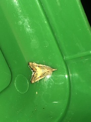 Glaucocharis chrysochyta