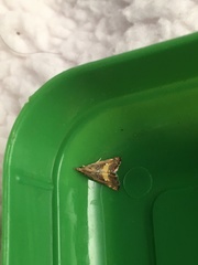 Glaucocharis chrysochyta