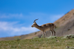 Procapra picticaudata