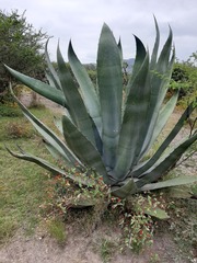 Agave atrovirens