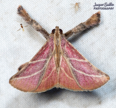 Pachypodistes goeldii