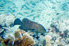 Epinephelus guttatus
