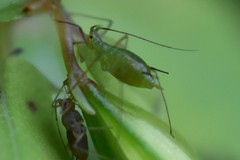 Macrosiphum impatientis