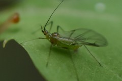 Macrosiphum impatientis