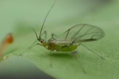 Macrosiphum impatientis