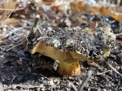 Suillus pseudobrevipes