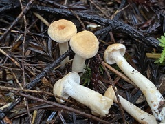 Hydnum oregonense