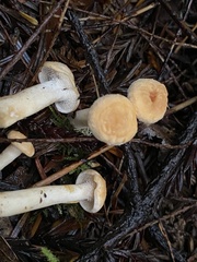 Hydnum oregonense