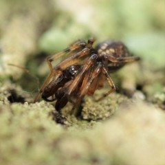 Enoplognatha mandibularis
