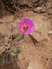 Austroscaeva melanostoma