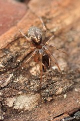 Enoplognatha mandibularis