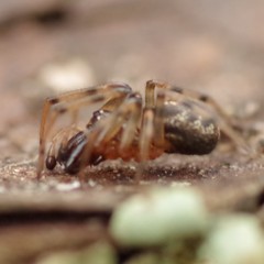 Enoplognatha mandibularis
