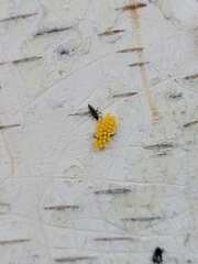 Harmonia axyridis