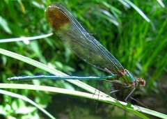 Calopteryx amata