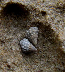 Echinolittorina natalensis