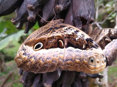 Caligo beltrao
