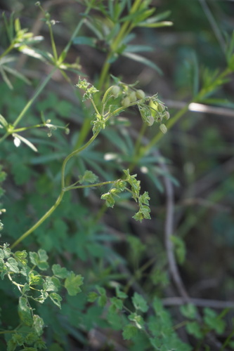 Thalictrum foetidum iNat (3)