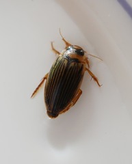 Lancetes lanceolatus