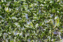 Prasiola meridionalis