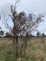 Crataegus calpodendron