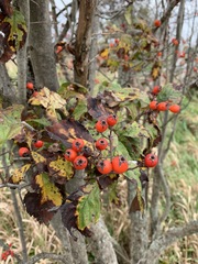Crataegus calpodendron