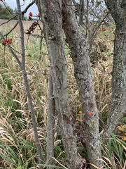 Crataegus calpodendron